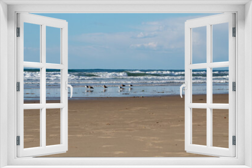 Fototapeta Naklejka Na Ścianę Okno 3D - A group of seagulls standing on the seashore in Mission Beach, California.
