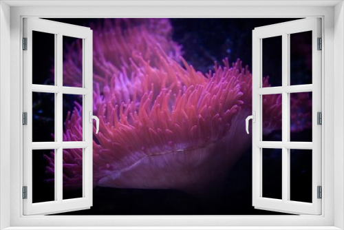 Fototapeta Naklejka Na Ścianę Okno 3D - Soltwater anemone on reef in the ocean