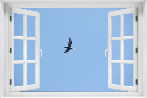 Fototapeta Naklejka Na Ścianę Okno 3D - bird flying high in the sky