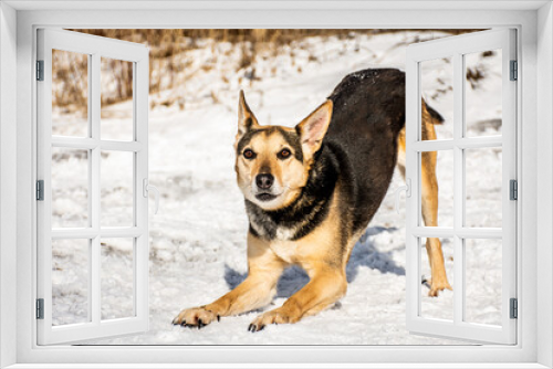 Fototapeta Naklejka Na Ścianę Okno 3D - portrait of a dog. A stray dog. A mongrel dog. dog on a walk in winter