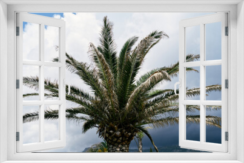 Fototapeta Naklejka Na Ścianę Okno 3D - Date palm crown on a background of blue sky and white clouds
