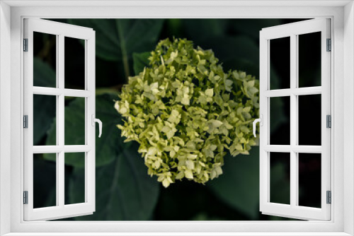 Fototapeta Naklejka Na Ścianę Okno 3D - Hydrangea arborescens