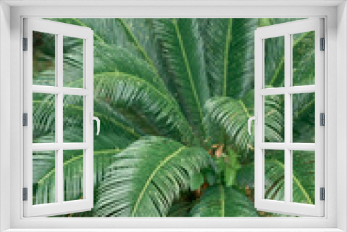 Fototapeta Naklejka Na Ścianę Okno 3D - Sago palm bush with green leaves close up