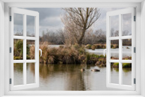 Fototapeta Naklejka Na Ścianę Okno 3D - Water plants and bare trees reflecting in the pond of the Beachamp wetlands, Arles, France