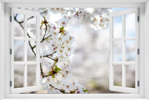 Fototapeta Naklejka Na Ścianę Okno 3D - Beautiful cherry tree blossoming on spring. Beauty in nature. Tender cherry branches on spring day outdoors.