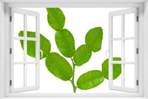 Fototapeta Naklejka Na Ścianę Okno 3D - Kaffir lime leaves on transparent png