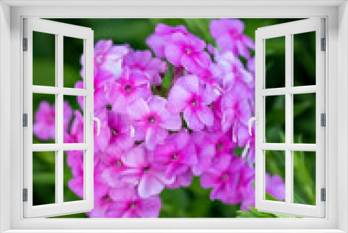 Fototapeta Naklejka Na Ścianę Okno 3D - Phlox paniculate pink flower in the garden design.