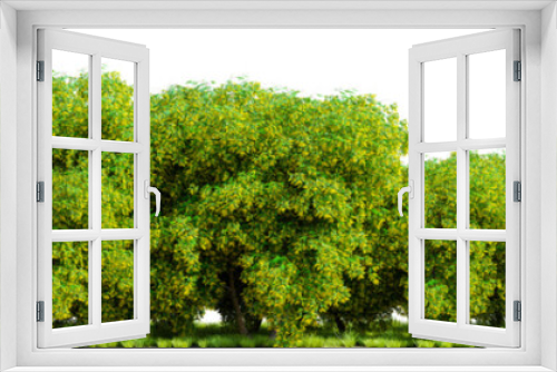 Fototapeta Naklejka Na Ścianę Okno 3D - Row of green trees on white transparent background. 3D rendering illustration.