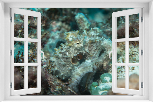 Fototapeta Naklejka Na Ścianę Okno 3D - Octopus  skin structure, Mauritius, Indian ocean