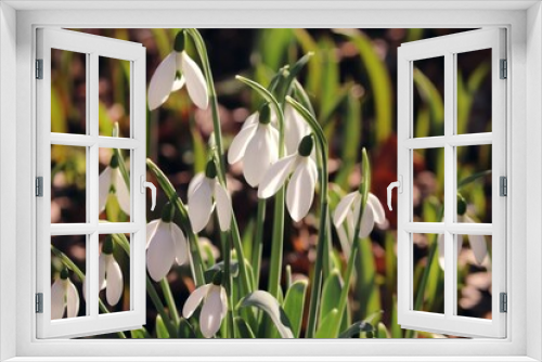 Fototapeta Naklejka Na Ścianę Okno 3D - Schneeglöckchen blühen im Frühling