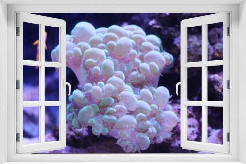 Fototapeta Naklejka Na Ścianę Okno 3D - coral reef in aquarium