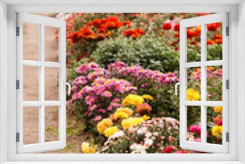 Fototapeta Naklejka Na Ścianę Okno 3D - chrysanthemum flowers in the garden