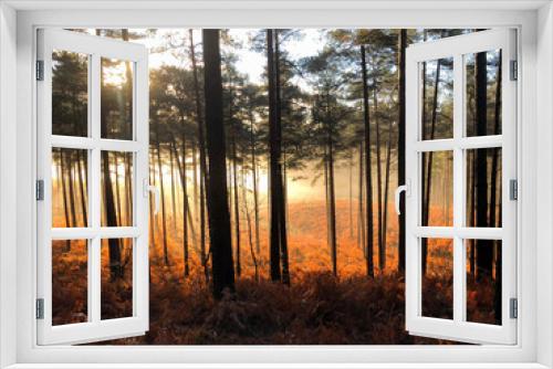 Fototapeta Naklejka Na Ścianę Okno 3D - Magical sunrise in the forest, Fall light, autumn leaves, orange colorful leaves and trees, beautiful sun through clearing