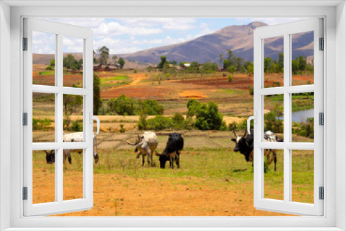 Fototapeta Naklejka Na Ścianę Okno 3D - Grazing cattle in Andringitra National Park. Madagascar.