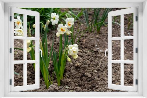 Fototapeta Naklejka Na Ścianę Okno 3D - Beautiful light daffodils decorate the garden in spring and in the first days of summer. The awakening of nature in spring creates a beautiful view in the garden and in parks.