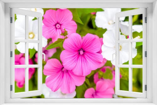 Fototapeta Naklejka Na Ścianę Okno 3D - Pink and white lavater flowers close-up
