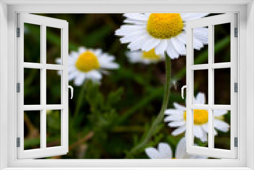 Fototapeta Naklejka Na Ścianę Okno 3D - medicinal chamomile flower plant close-up vertical photo