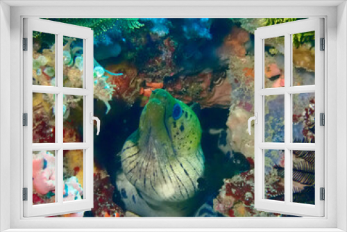 Fototapeta Naklejka Na Ścianę Okno 3D - Moray eel peeks out of a hole among corals.