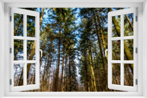 Fototapeta Naklejka Na Ścianę Okno 3D - Bäume im Mischwald