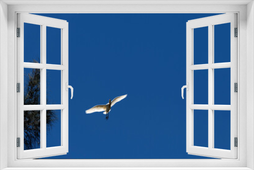 Fototapeta Naklejka Na Ścianę Okno 3D - Cattle Egret (Bubulcus ibis)