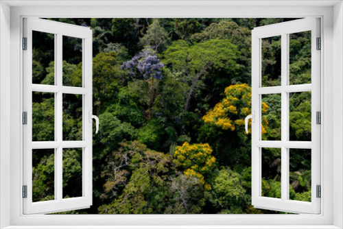 Fototapeta Naklejka Na Ścianę Okno 3D - Turning around a tropical forest canopy: with a tamburu, Vochysia bracelineae and an Arenillo tree, erisma uncinatum flowering