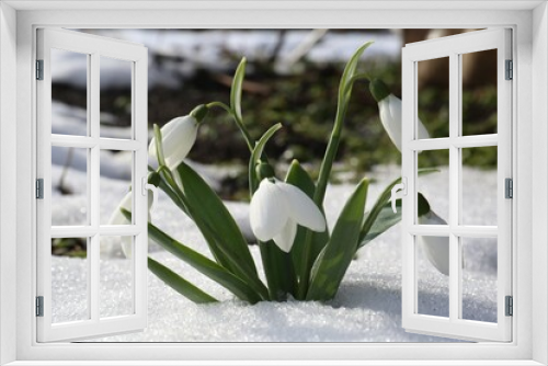 Fototapeta Naklejka Na Ścianę Okno 3D - Beautiful blooming snowdrops growing in snow outdoors. Spring flowers