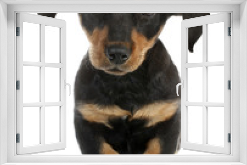 Fototapeta Naklejka Na Ścianę Okno 3D - Adopted pariah dog puppy
