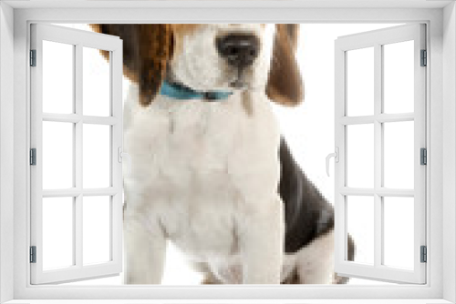 Fototapeta Naklejka Na Ścianę Okno 3D - Beagle puppy little dog