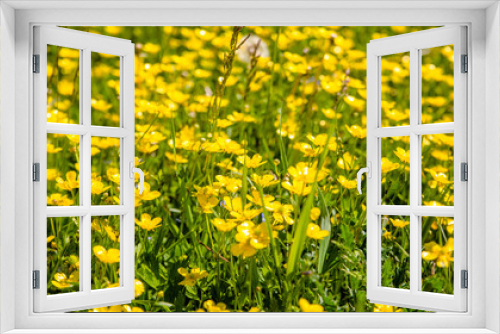 Fototapeta Naklejka Na Ścianę Okno 3D - Meadow Buttercups grow on a green natural background
