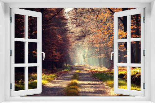 Fototapeta Naklejka Na Ścianę Okno 3D - Jesienna aleja w lesie, mglisty poranek