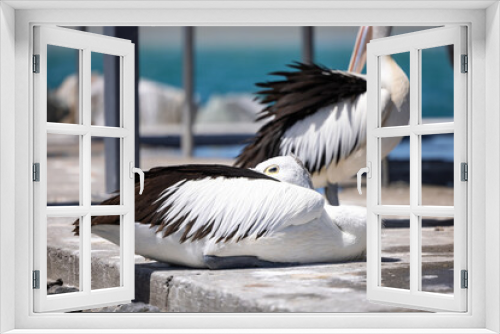 Fototapeta Naklejka Na Ścianę Okno 3D - Pelican relaxing at marina by the seaside close up