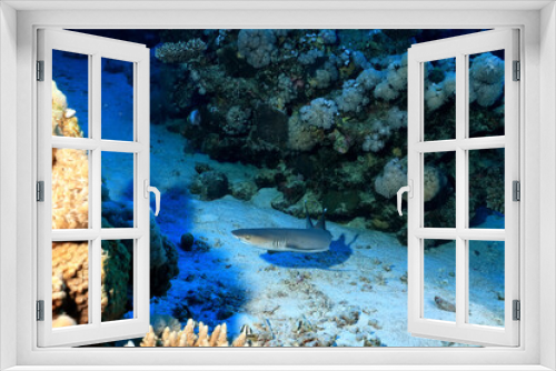 Fototapeta Naklejka Na Ścianę Okno 3D - reef shark underwater photo wildlife