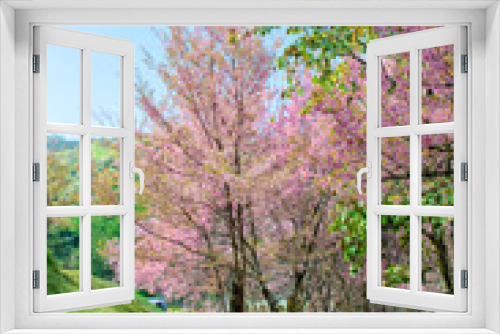 Fototapeta Naklejka Na Ścianę Okno 3D - Wild Himalayan Cherry (Prunus cerasoides) 