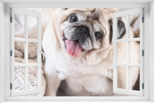 Fototapeta Naklejka Na Ścianę Okno 3D - Funny portrait of old dog sitting. Nice pug brown smile at the camera. Concept of animal owner and domestic lifestyle. Best friend forever canine friendship.