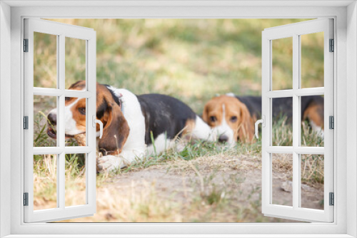 Fototapeta Naklejka Na Ścianę Okno 3D - beagle dog on grass biting a stick