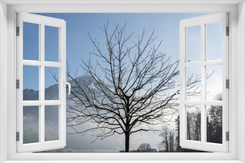 Fototapeta Naklejka Na Ścianę Okno 3D - Kahler Baum mit Buochserhorn im Hintergrund, Stans, Schweiz