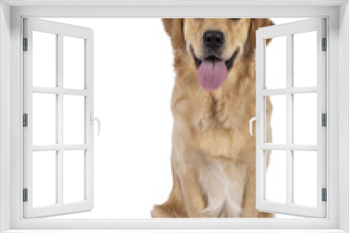 Fototapeta Naklejka Na Ścianę Okno 3D - One year old young Golden Retriever dog, sitting up face to camera. Tongue out panting. Isolated cutout on a transparent background.