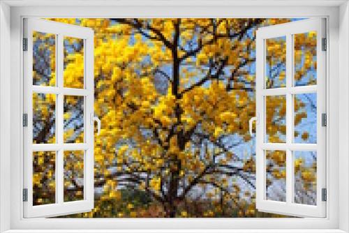 Fototapeta Naklejka Na Ścianę Okno 3D - flowering yellow ipe tree