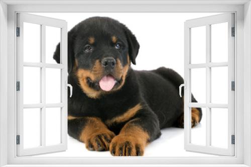 Fototapeta Naklejka Na Ścianę Okno 3D - puppy rottweiler