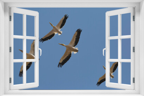 Fototapeta Naklejka Na Ścianę Okno 3D - great white pelican migration