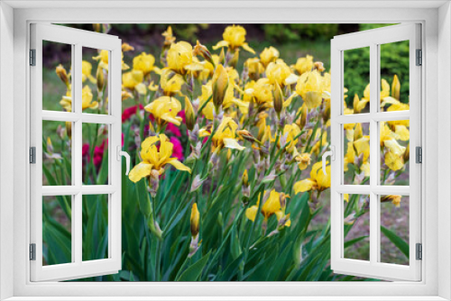 Fototapeta Naklejka Na Ścianę Okno 3D - Yellow iris flowers on a sunny day.