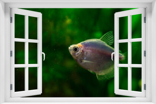 Fototapeta Naklejka Na Ścianę Okno 3D - kolorowa rybka akwariowa bystrzyk na zielonym tle akwarium
