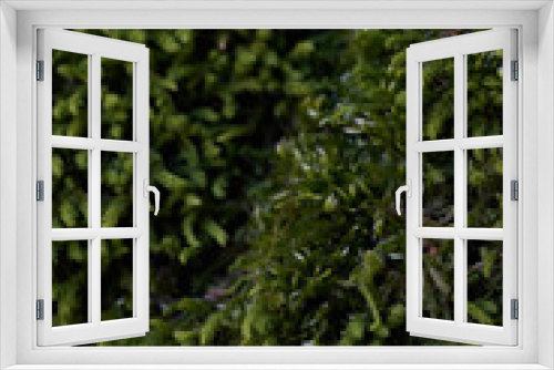 Fototapeta Naklejka Na Ścianę Okno 3D - green moss background texture