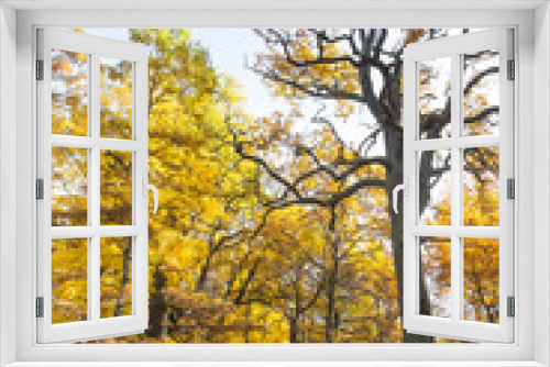 Fototapeta Naklejka Na Ścianę Okno 3D - Autumn trees in forest