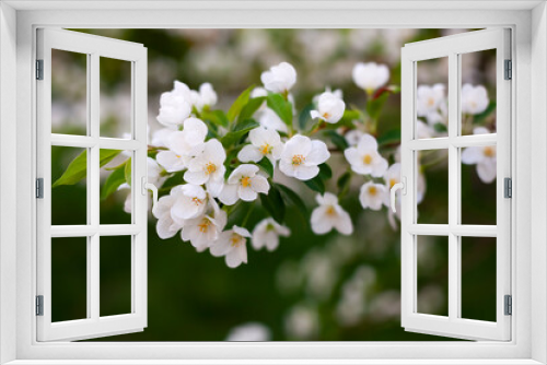 Fototapeta Naklejka Na Ścianę Okno 3D - apple tree branch in flowers close up