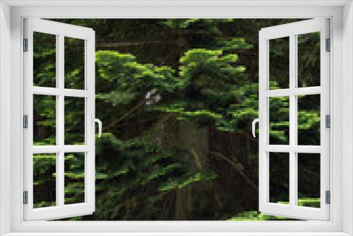 Fototapeta Naklejka Na Ścianę Okno 3D - Pacific silver fir (Abies amabilis) branches, lush green needles, textured background.
