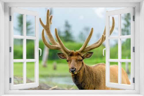 Fototapeta Naklejka Na Ścianę Okno 3D - Caribou