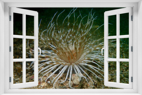 Fototapeta Naklejka Na Ścianę Okno 3D - Underwater landscape. Anemone on the sandy bottom.