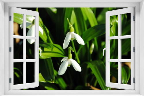 Fototapeta Naklejka Na Ścianę Okno 3D - Close up of white flowers of the green snowdrop or Woronow's snowdrop (Galanthus woronowii)