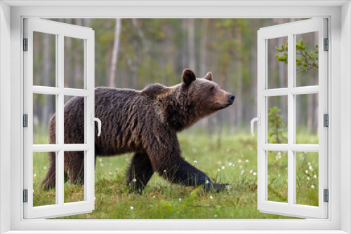 Fototapeta Naklejka Na Ścianę Okno 3D - Brown bear walking in forest scenery